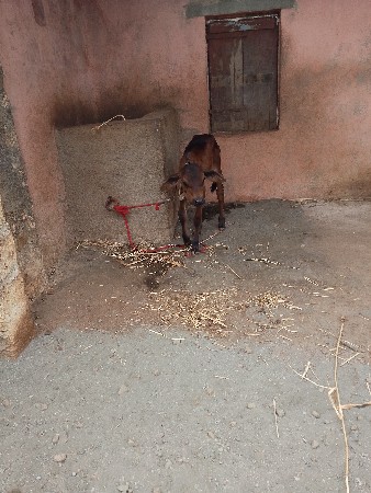 ગાય