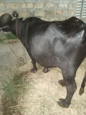 આ ભેંસ વેચવાની છે