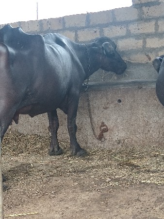 બીજું વેતર વીયાછે