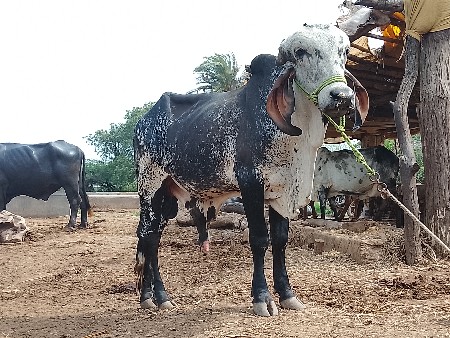 ખુટ માંટે વાછડો