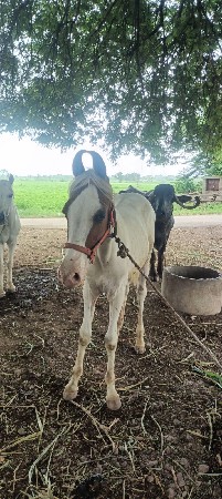 7 મહીનાનો ઘોડો વેચવાનો છે