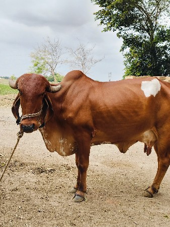 ગાય વેચવા ની છે