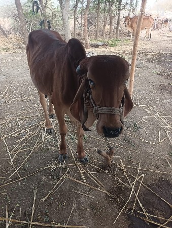આ ઓડકી વેચવાની છે