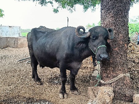 ભેંસ વેચવાની છે