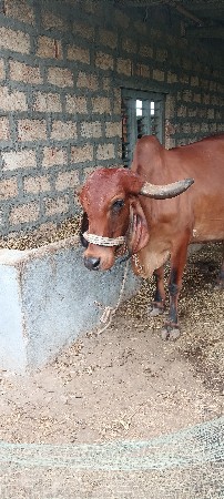 ગાય
