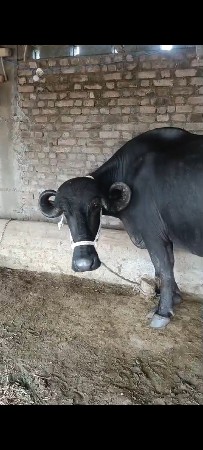 બે ભેંસ વેચવાની છે