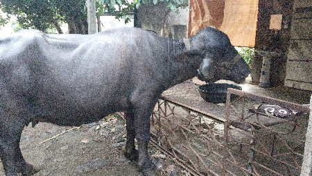 પેલું વેતર છે