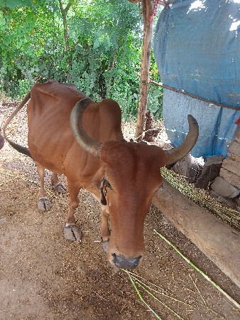 ગાય આપી દેવાની છે