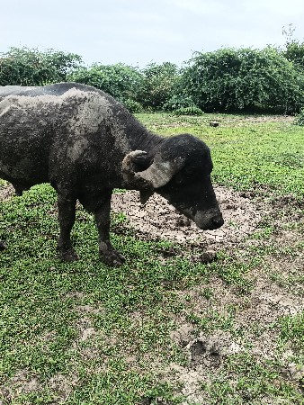 પાડોવેશવાનોછે