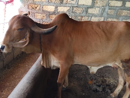 ગાય વેચવાની સે