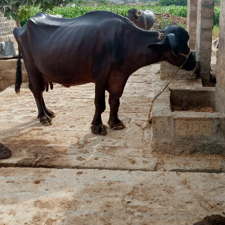 બીજું વેતર વ્યાસે