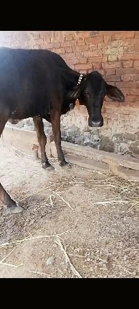 ગીર ક્રોસ