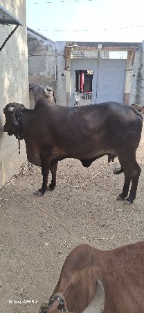 ગાય બ્લેક કપીલા