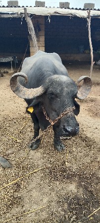 ભેસ વેસવાની સે
