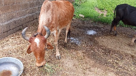 બીજા વેતરમાં