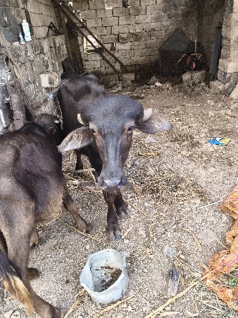 બે પાડી વેચવાની છે