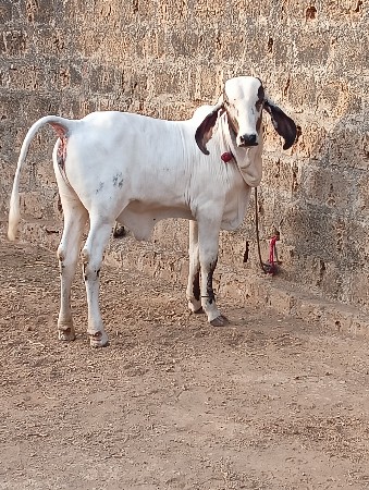 વાસડીવેસવાનીસે