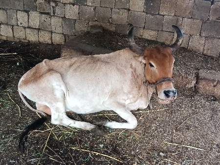 મફત આપવાની છે