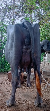ભેંસ વેચવાની છે