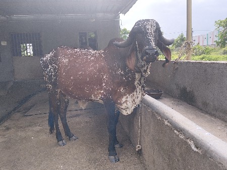 ગાય વેચવાની છે.