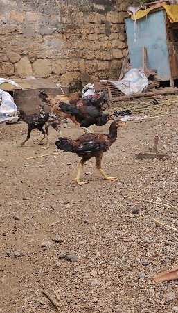 અસીલ મુરઘા વેચવા ના છે