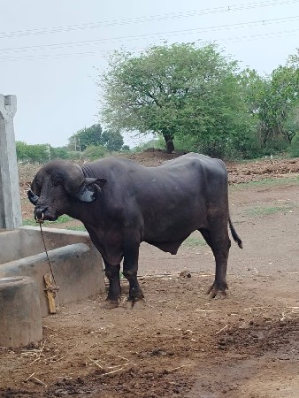પાડૉ વૅસવાનૉ સૅ