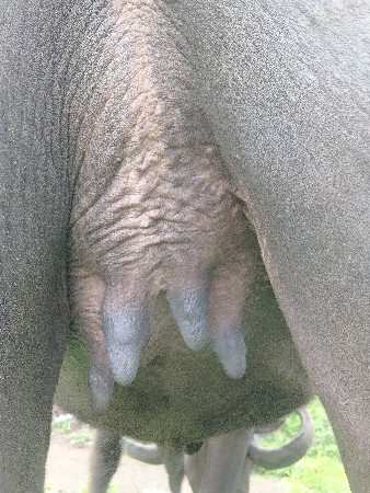 વેસ
