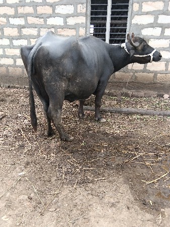 ભેંસ વેસ્વાની સે