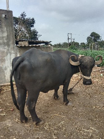 ભેંસ વેચવાની છે