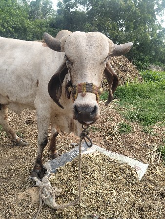 2 જા વેતર માં