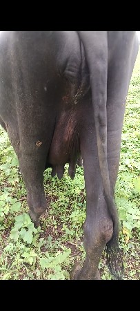2 વેતર