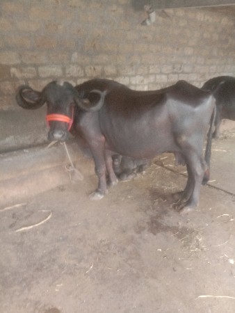 ભેંસ વેચવાની છે