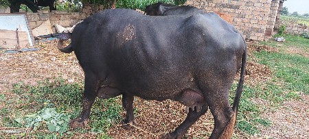 ભેસ વેસવાની સે