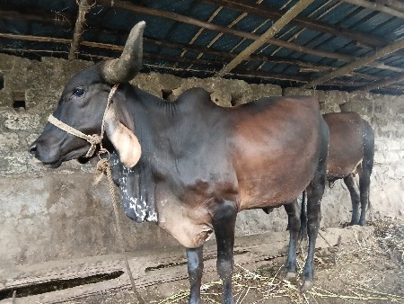 ગાય વેચવાની છે.