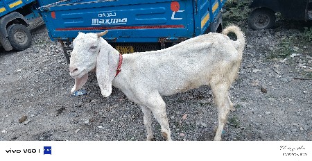 Gulabi bakri