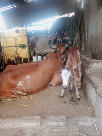 ગાય વેચવાની છે
