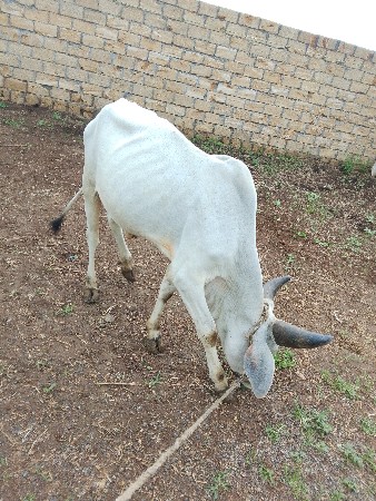 વસરડો વિશ્વનો સે