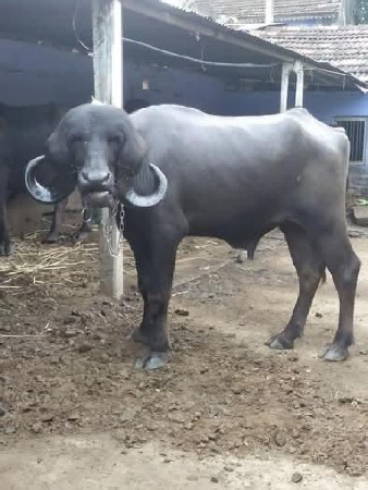 પાડો વેચવાનો છે