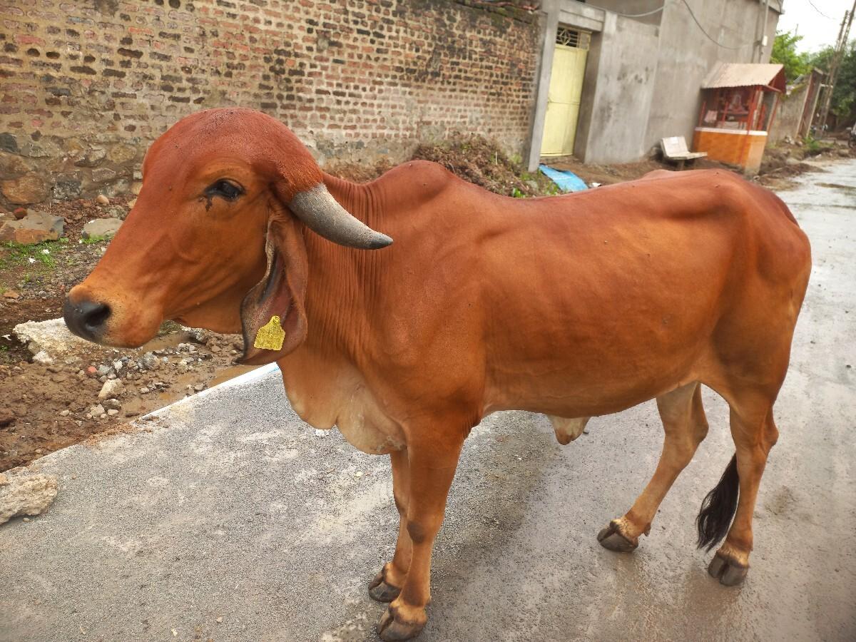 વેશવાની છે