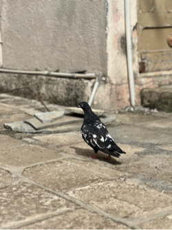 કલંચ માંથી છે
