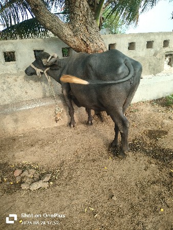 પારેટ ભેંસ વેચવાની છે