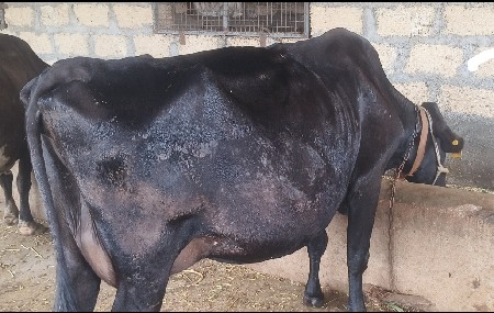 ગાય વેસવાની સે