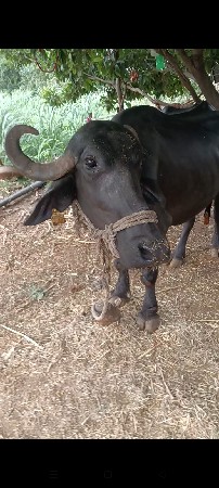 ખડેલો વેચવાનો છે