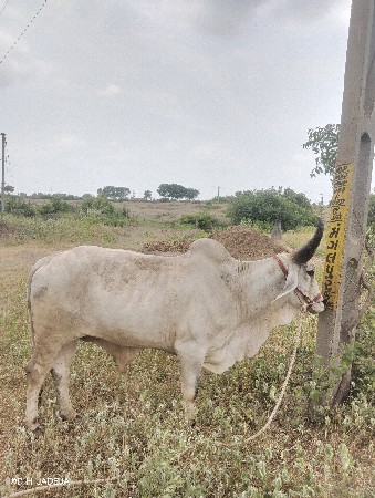 બળદ વાછડા વેચવાના છે