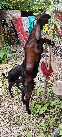 બકરા વેચવાના છે