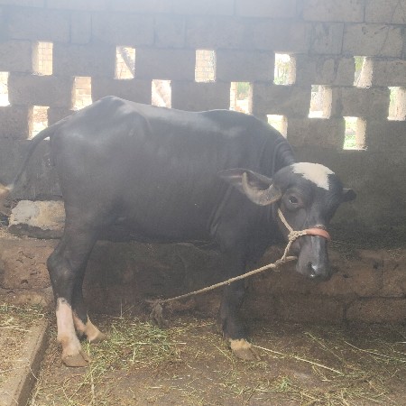 પાડી વેચવાની છે