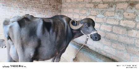 ભેંસ વેચવા ની છે