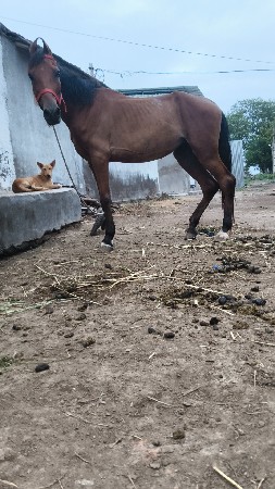 ઘોડીના સાટા કરવાના છે