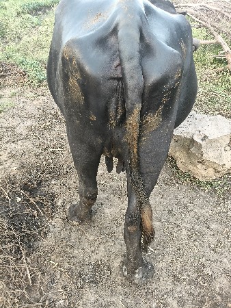 વેચવા ની છે