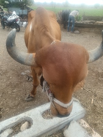 Desi Balad